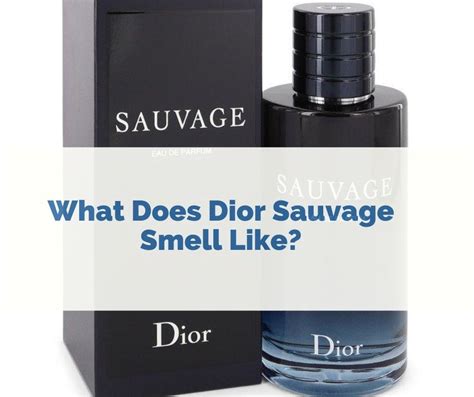 what does sauvage smell like.